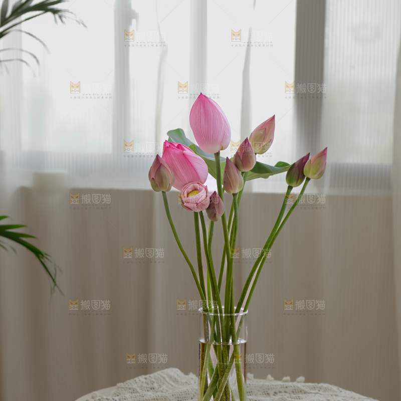 荷花