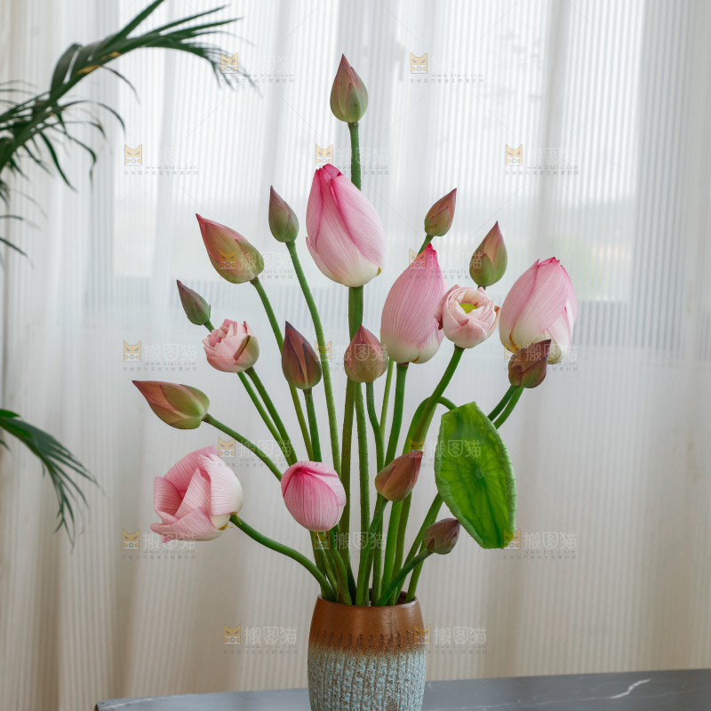 荷花