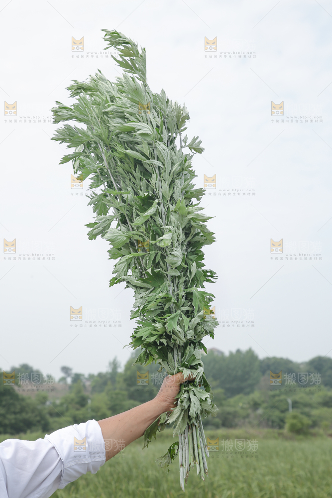 艾草