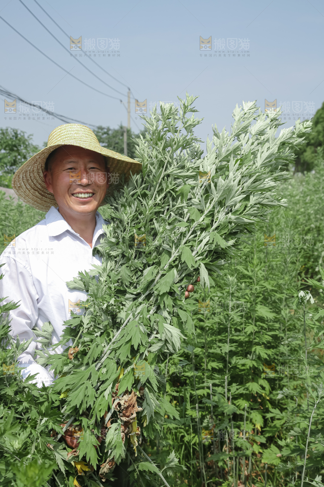 艾草