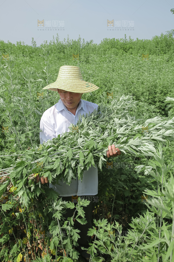艾草