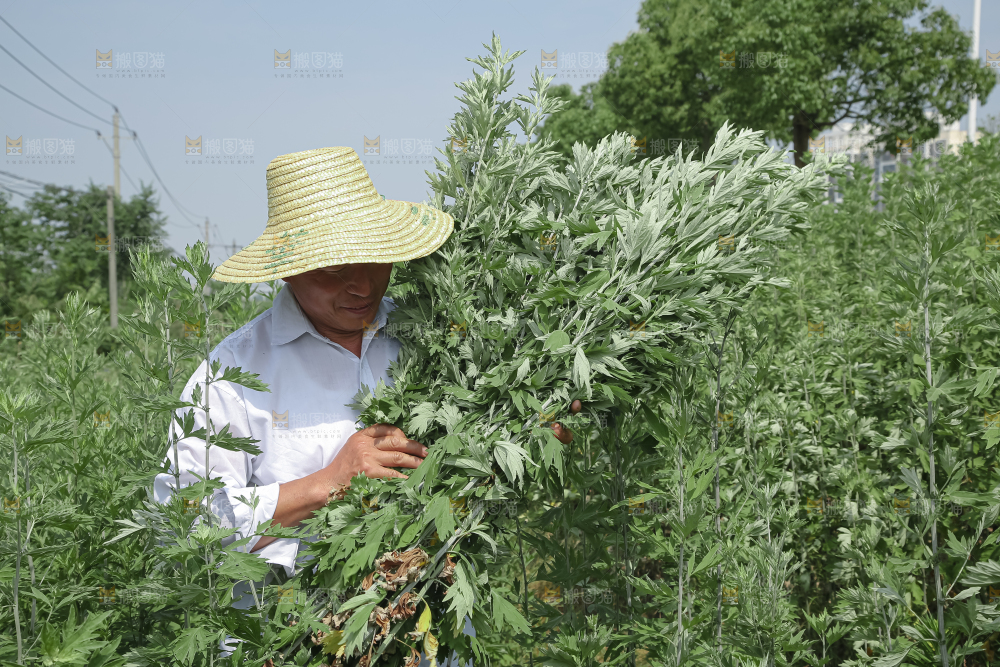 艾草