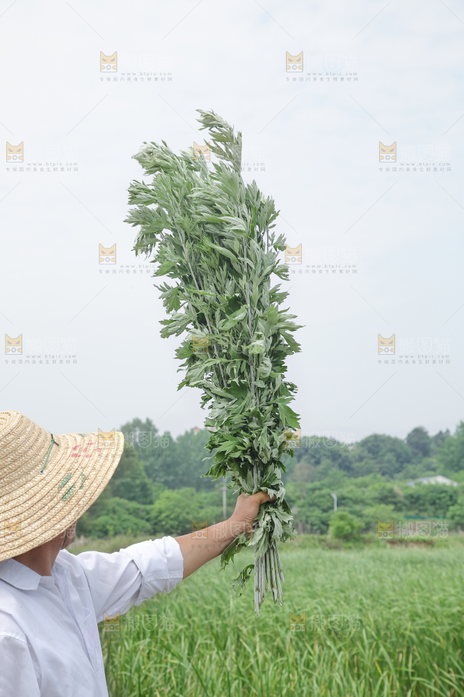 艾草
