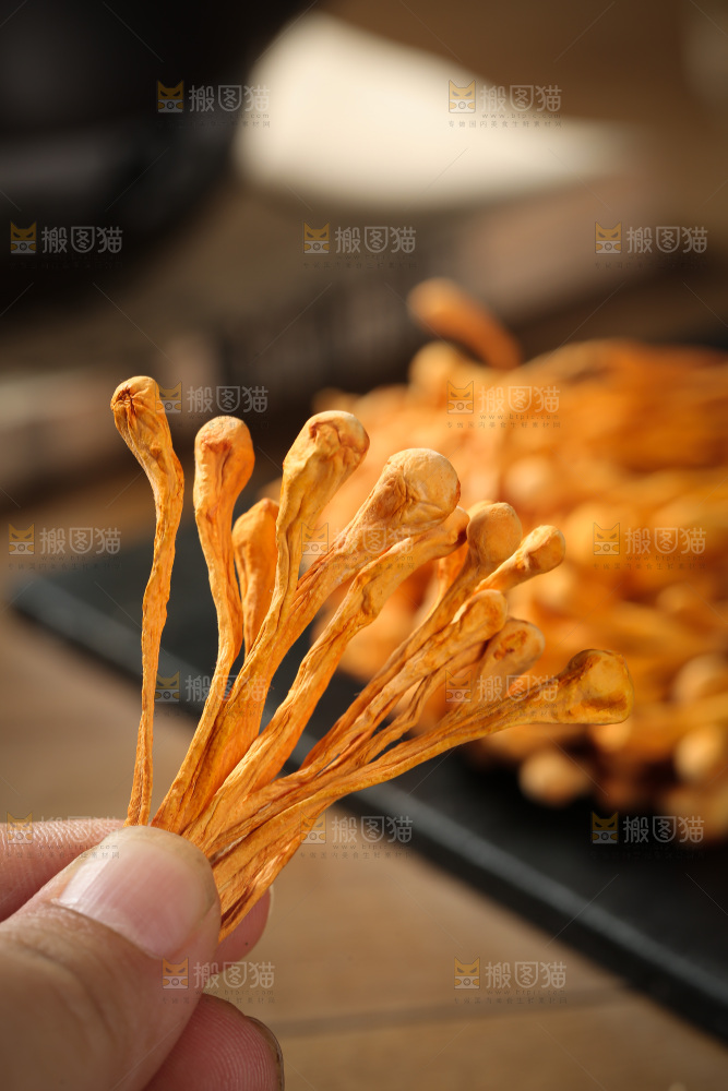 虫草花