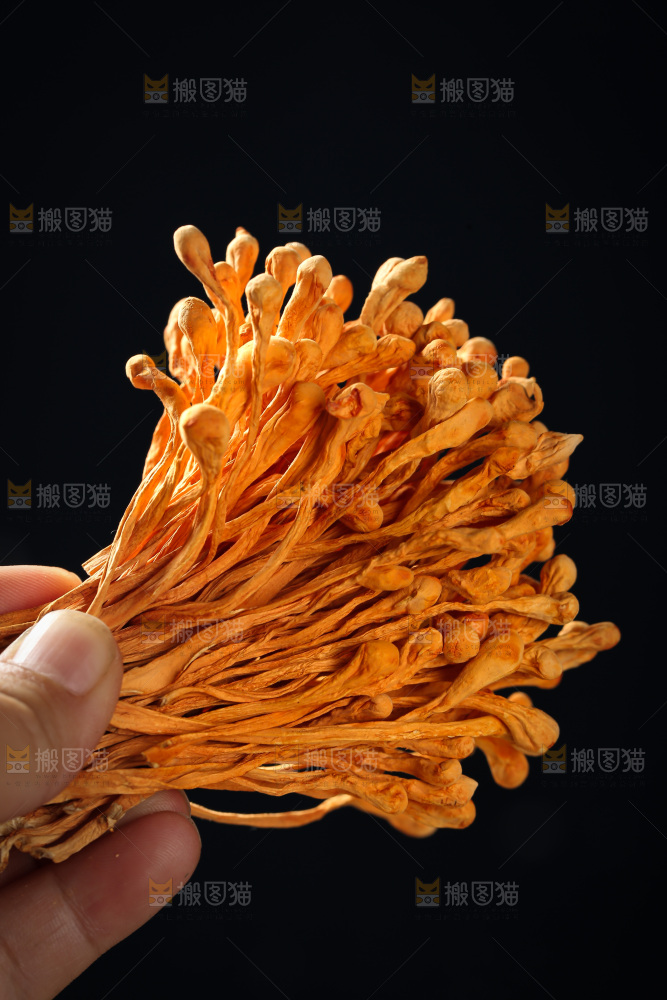虫草花