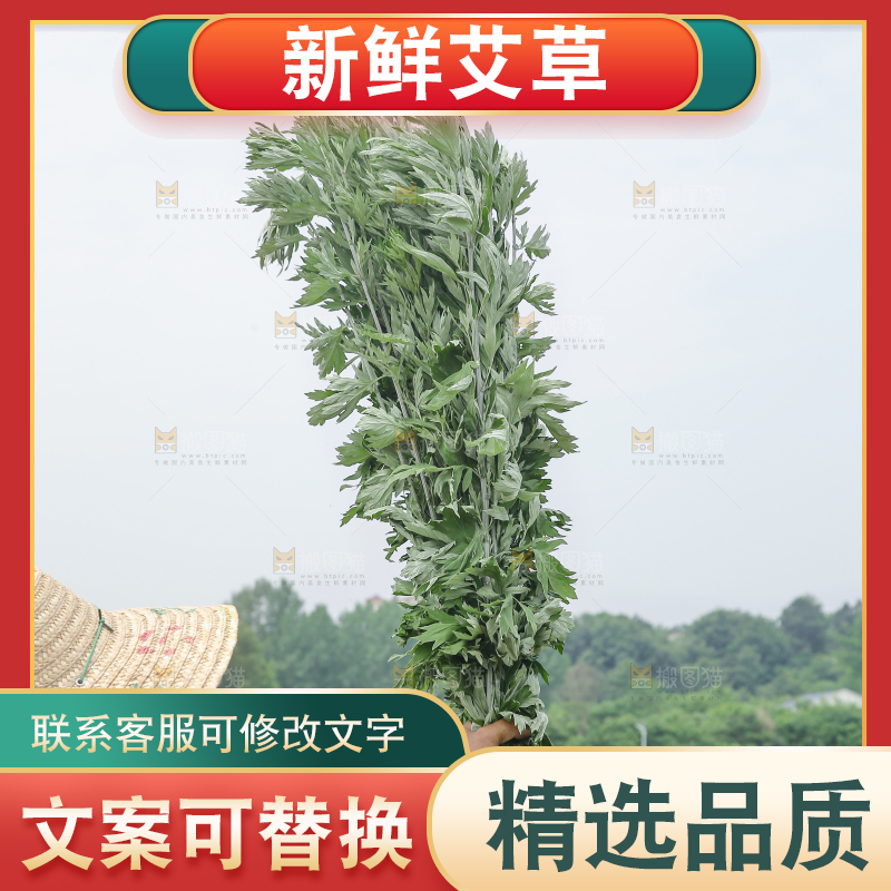 艾草