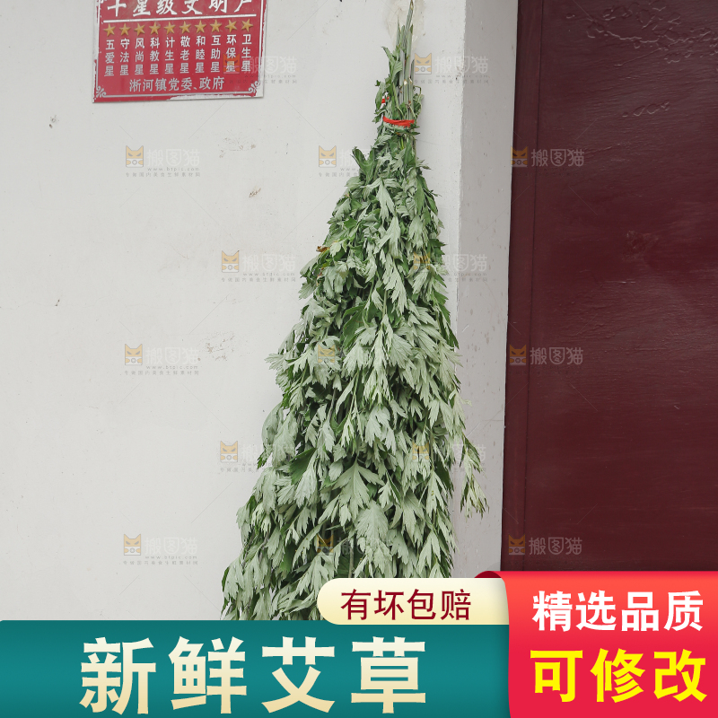 艾草