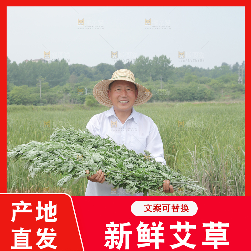 艾草