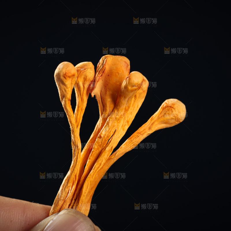虫草花