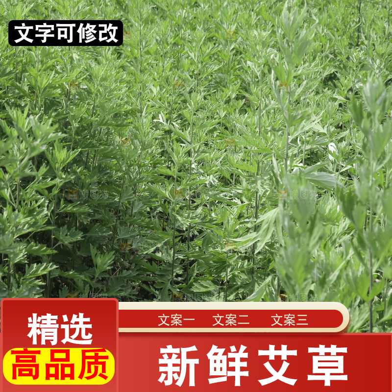 艾草