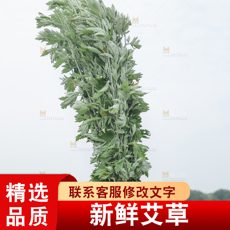 艾草