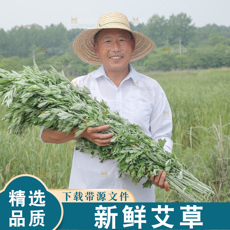 艾草
