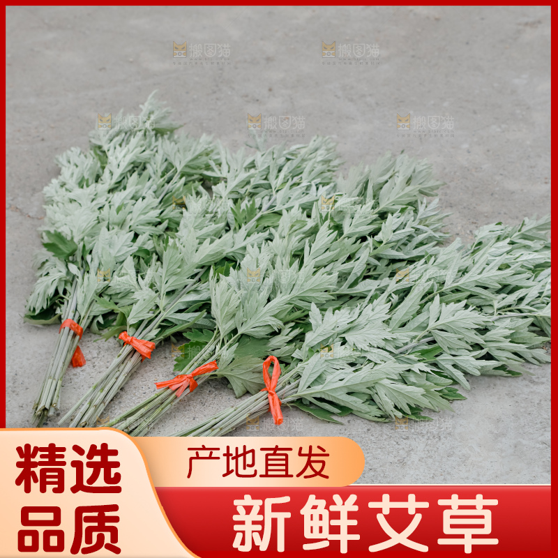 艾草