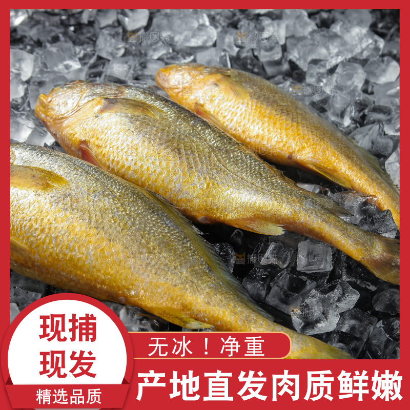 大黄鱼
