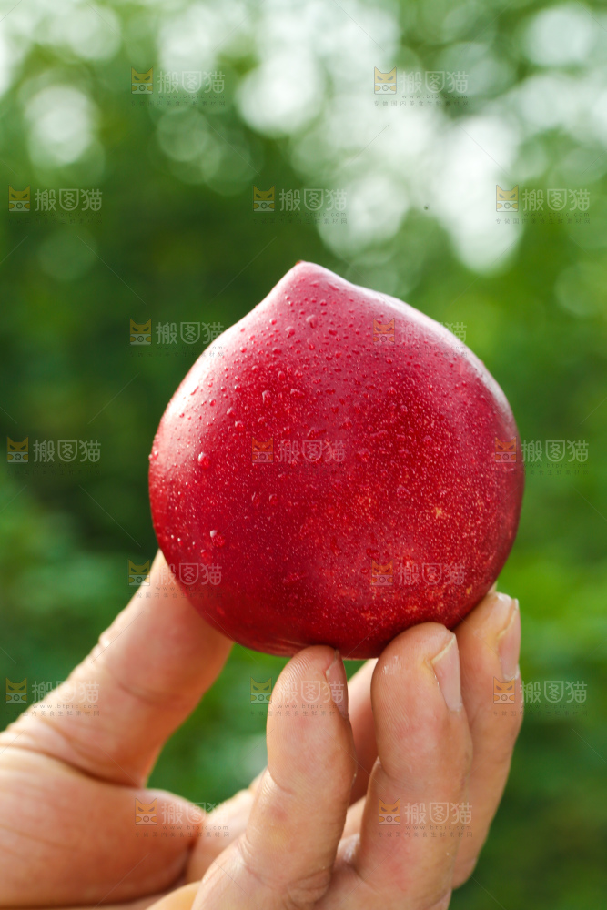 黄心油桃