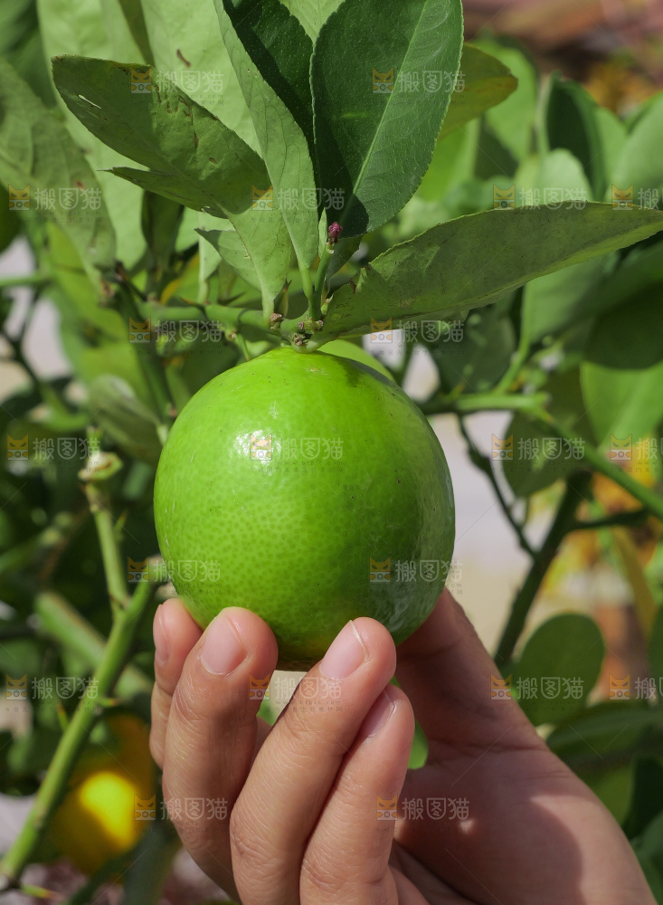 青柠檬