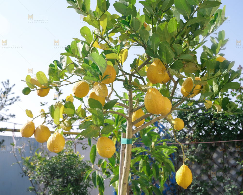 柠檬树