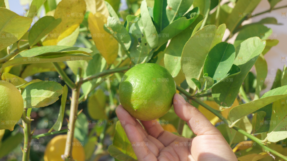 青柠檬