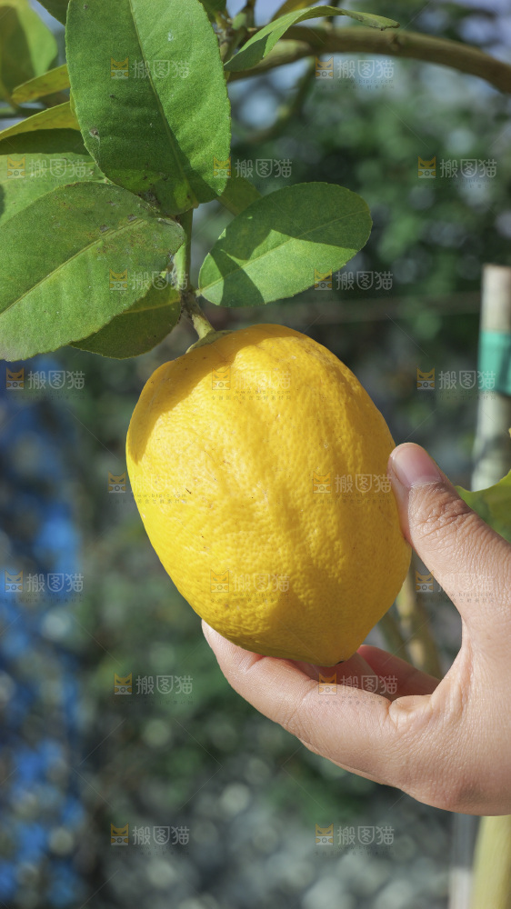 柠檬树