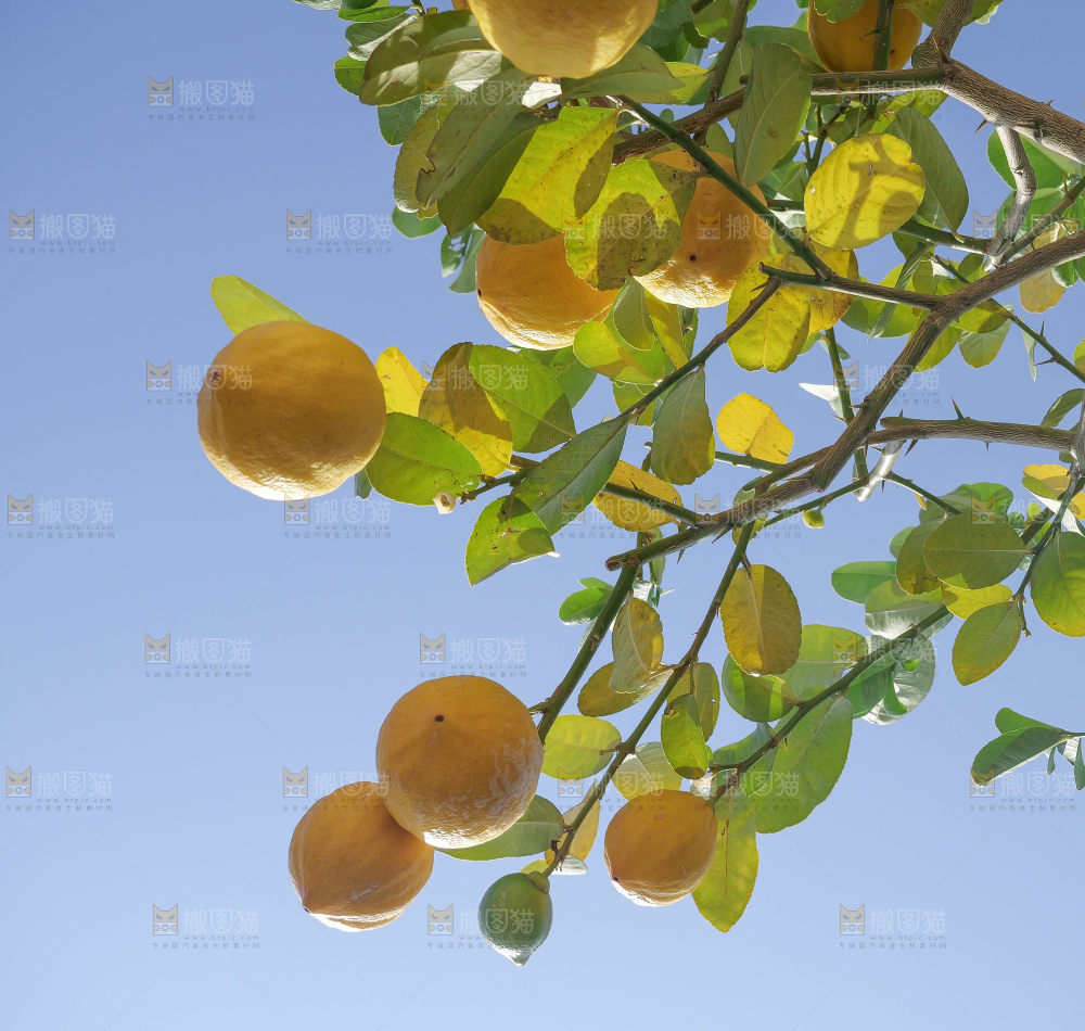 柠檬树