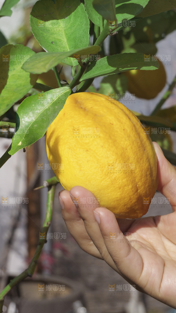 柠檬树