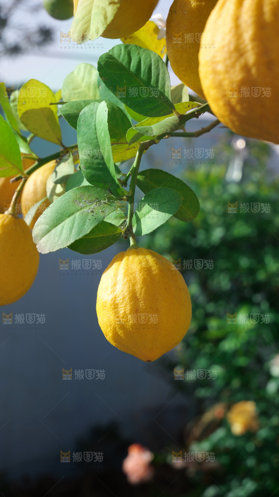 柠檬树