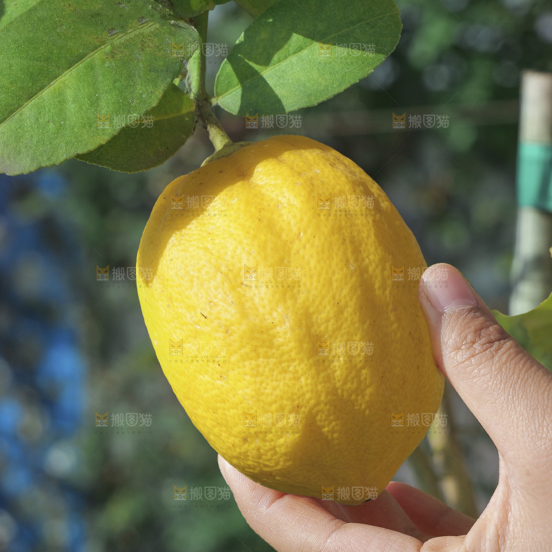 柠檬树