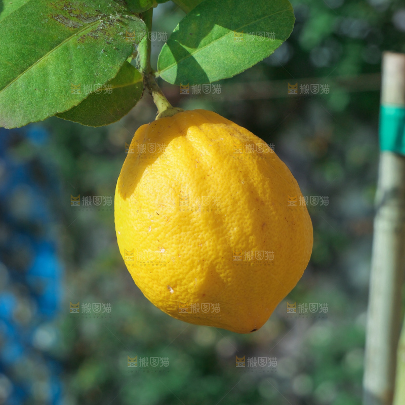 柠檬树