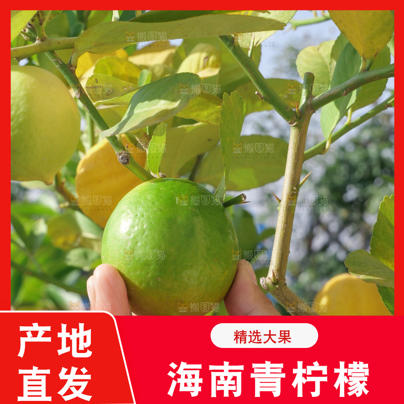青柠檬
