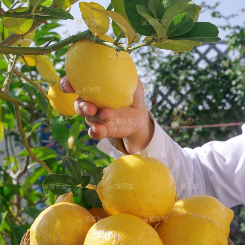 柠檬树
