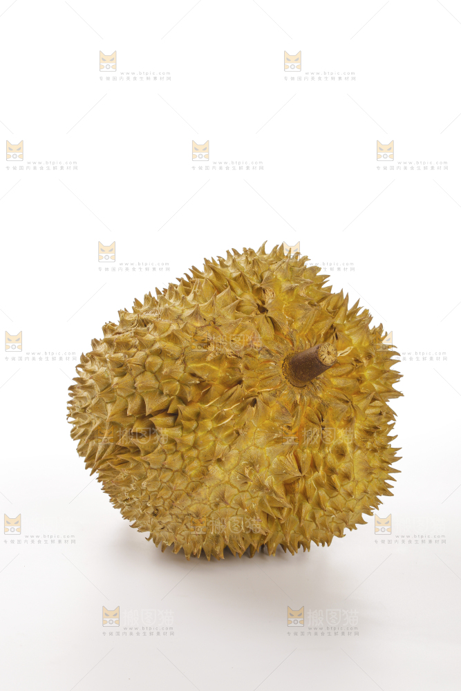 金枕榴莲
