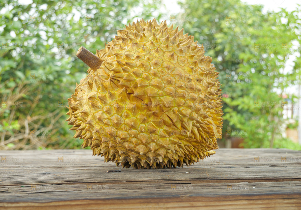 金枕榴莲