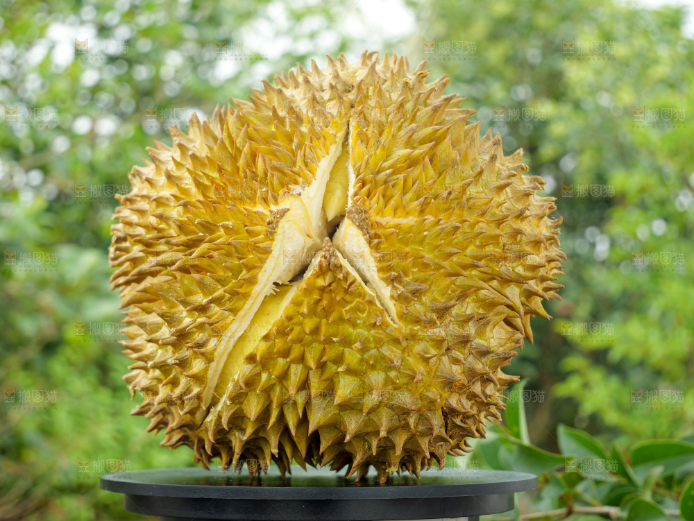 金枕榴莲