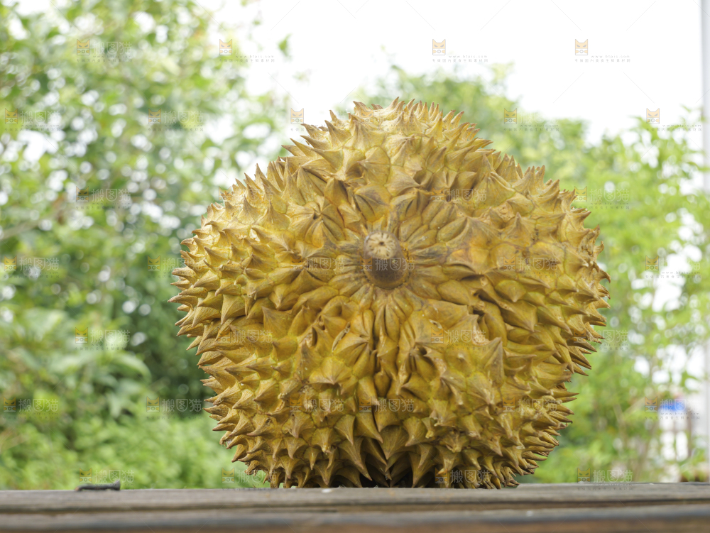 金枕榴莲