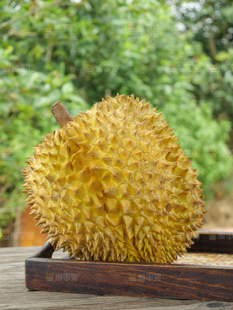 金枕榴莲