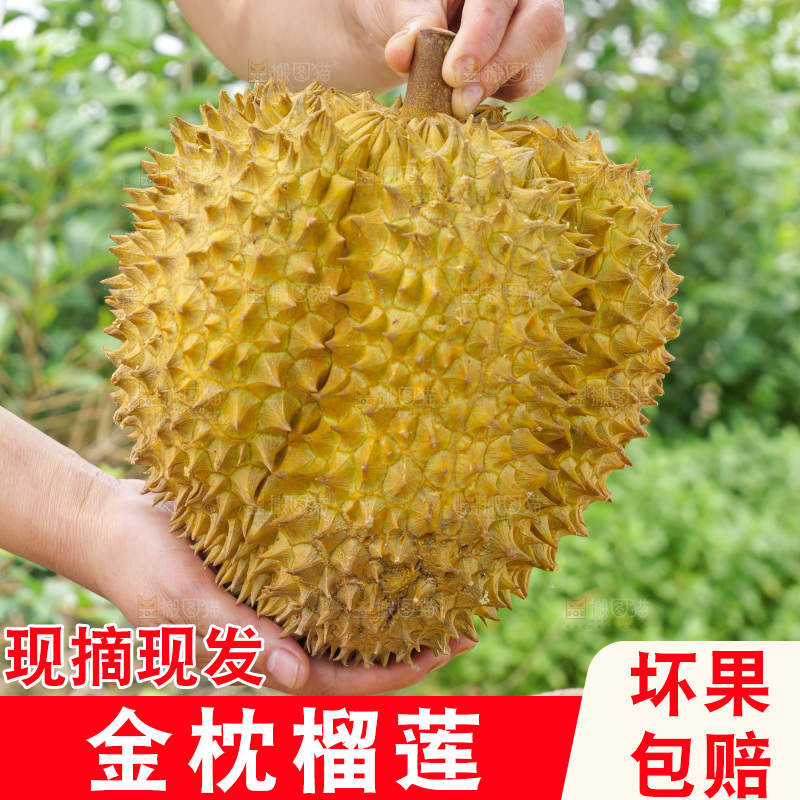 金枕榴莲