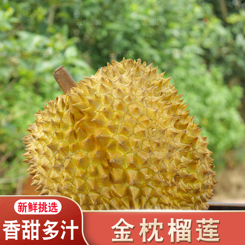 金枕榴莲