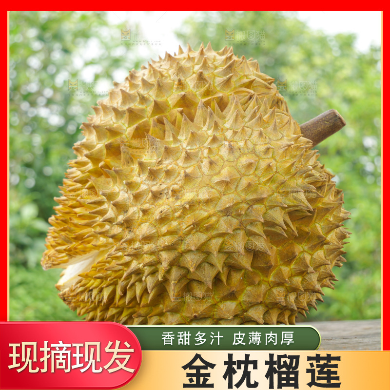 金枕榴莲