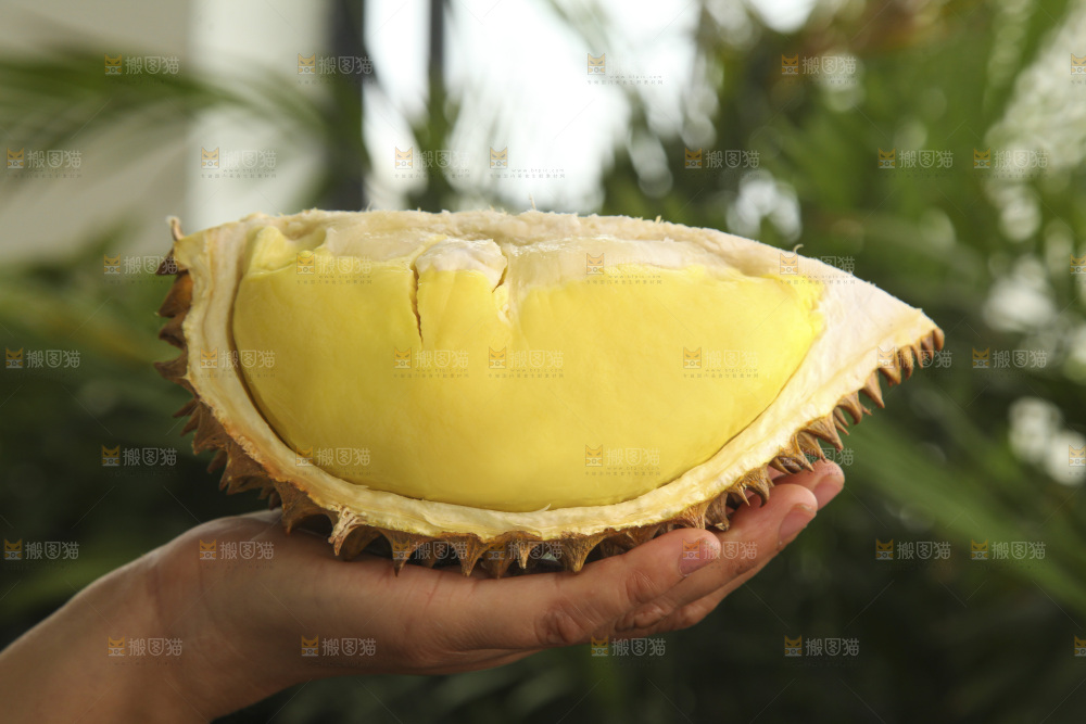 金枕榴莲