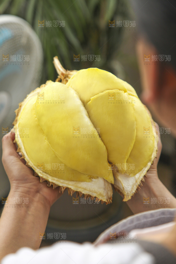 金枕榴莲