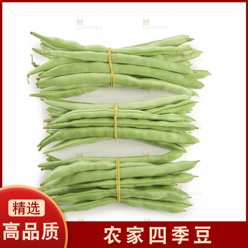 四季豆