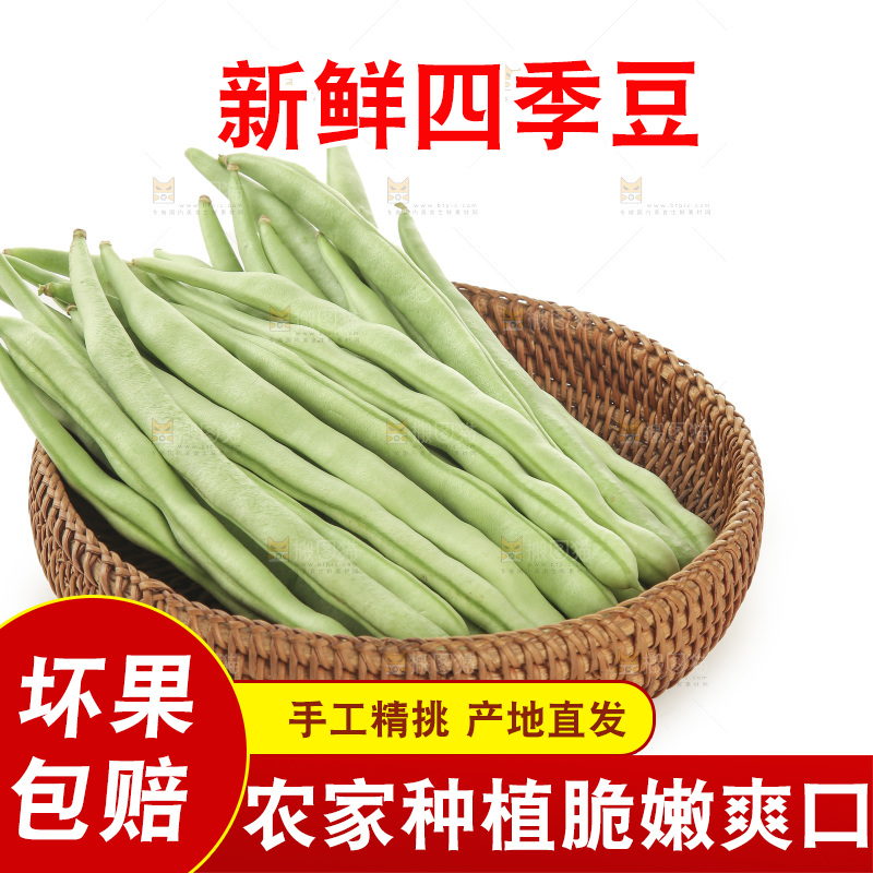 四季豆