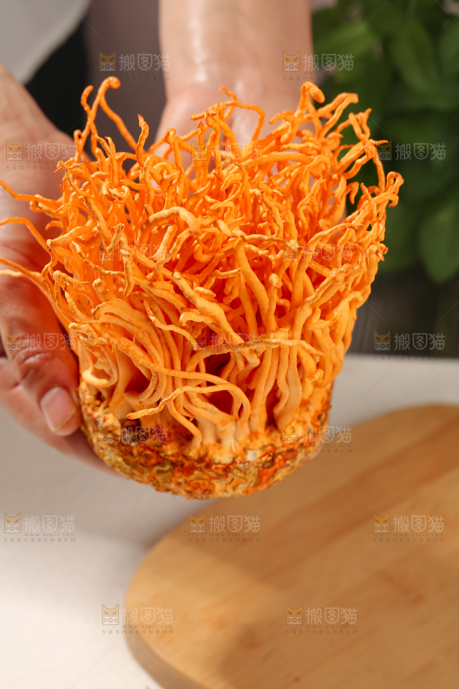 虫草花