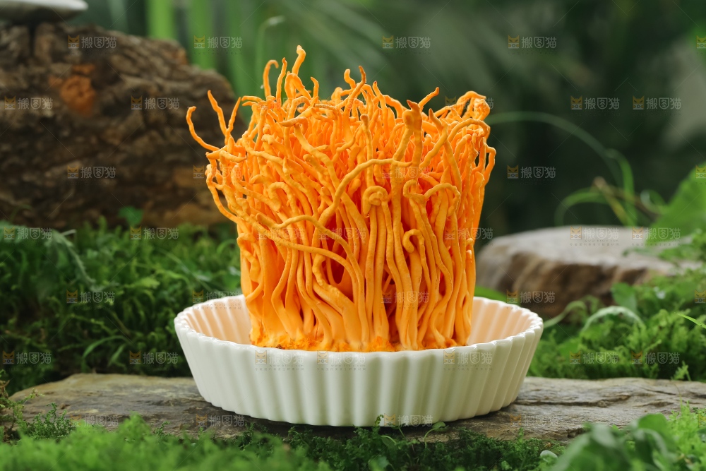 虫草花