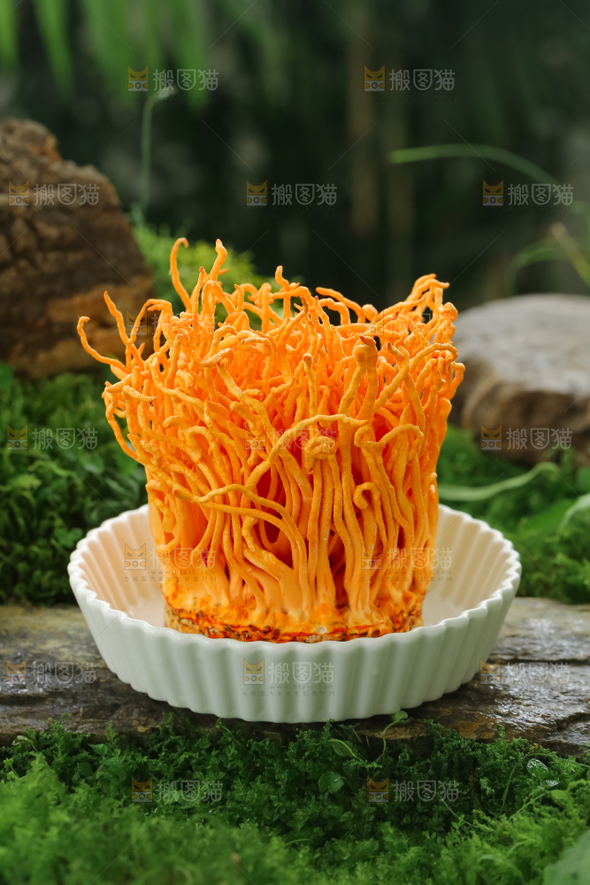 虫草花