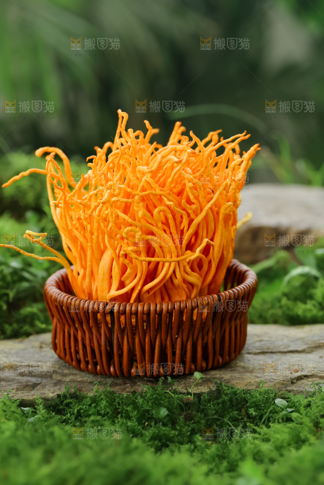 虫草花