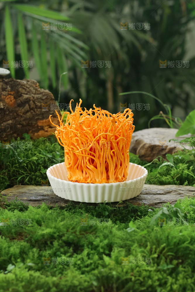 虫草花