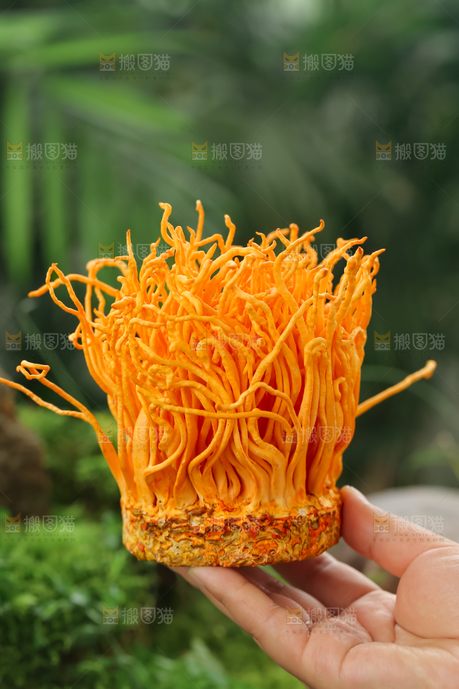 虫草花