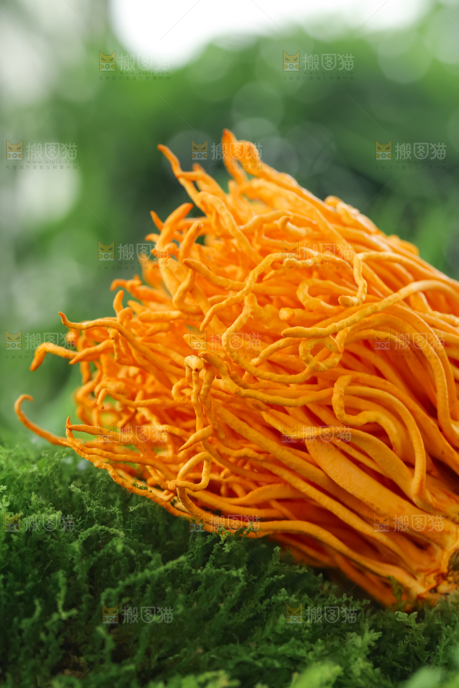 虫草花