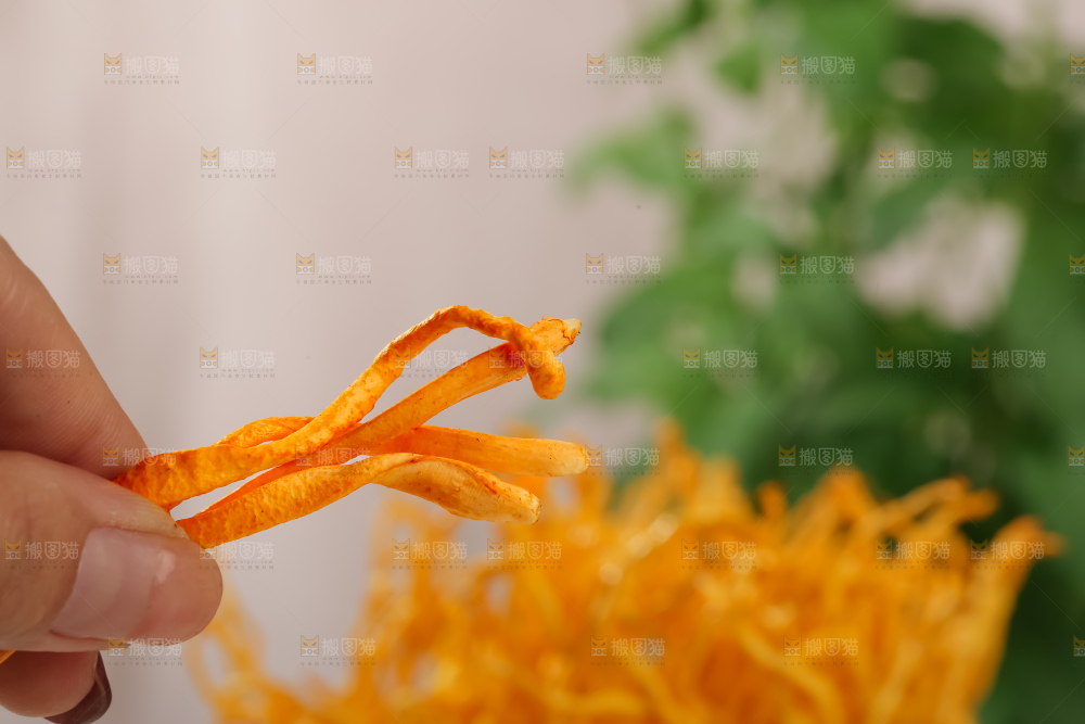 虫草花